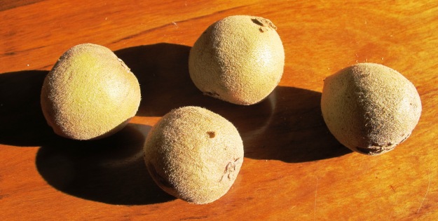 Raising our own selections of golden kiwifruit gives genetic diversity