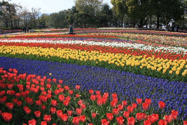 I went looking for a photo of tulip fields in Holland and found instead this one of tulip fields in Japan, pretending they are in Holland!