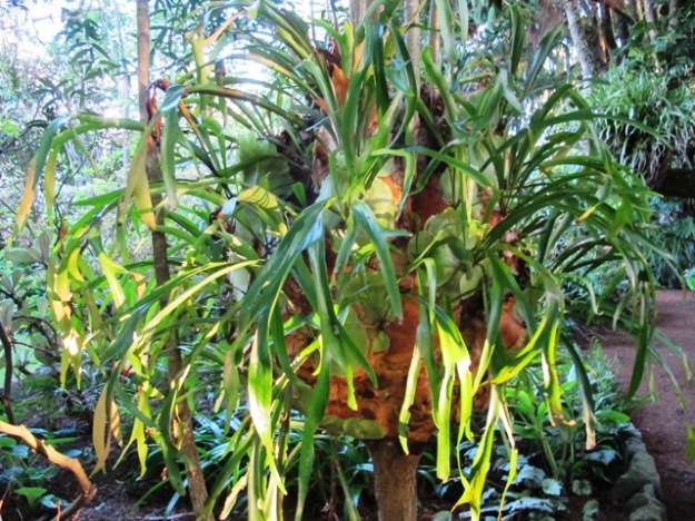 Our giant staghorn fern or platycerium