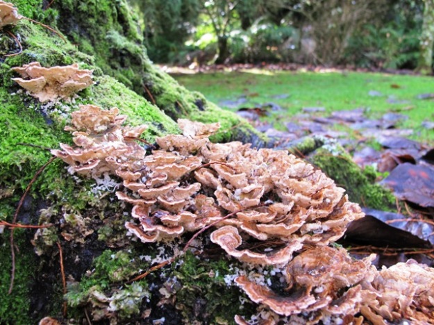 A bracket fungus, though which one we do not know