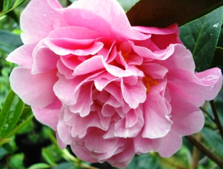 Camellia Rose Bouquet (Felix Jury) 