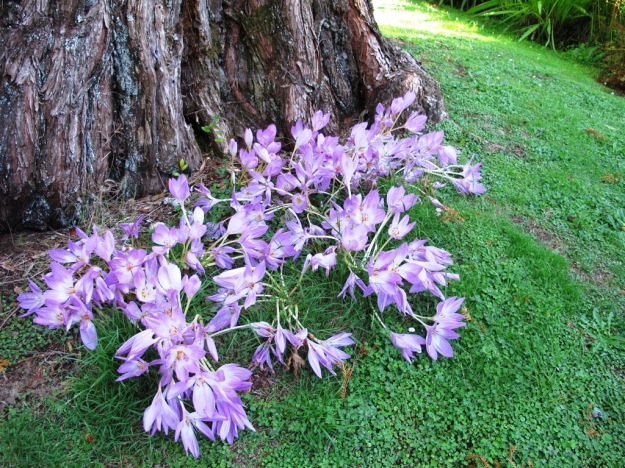 Colchicum autumnale flowering at the base of a metasequoia