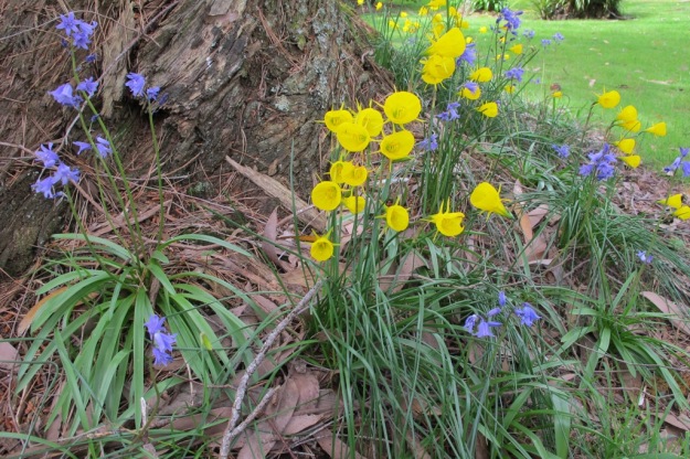 Bluebells and hooped petticoats (Narcissus bulbocodium) planted at the base of a eucalypt