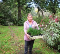 Carrying a tray of Nerine pudica, in case you are wondering (which I admit I planted in the rockery, not in meadows) 