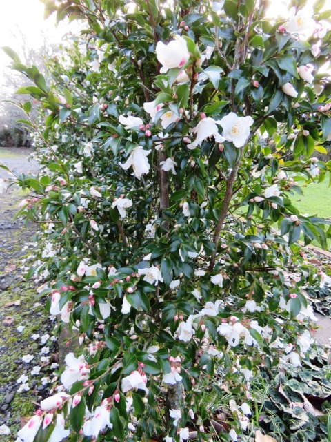 Camellia transnokoensis 