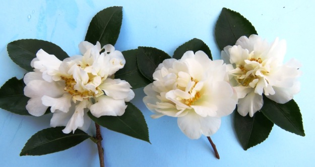 Camellia sasanqua Silver Dollar - an excellent hedging option 