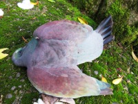 Poor kereru died after flying into a window 