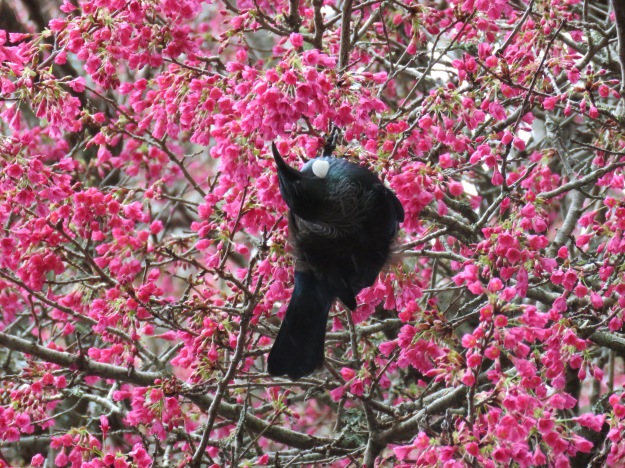 Acrobatic tui in a campanulata that is sterile but much too large for most gardens 