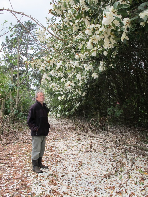 Mark Jury standing on a carpet of fallen scented petals, surveying one of his early shelter belts planted with michelia hybrids