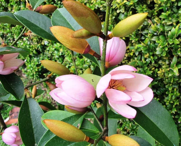 Fairy Magnolia Blush 