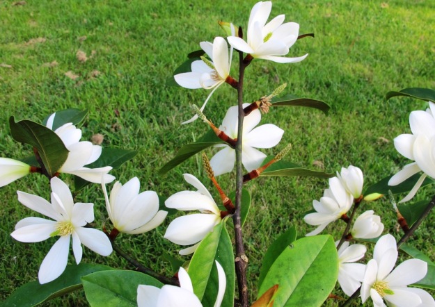 Fairy Magnolia Cream 