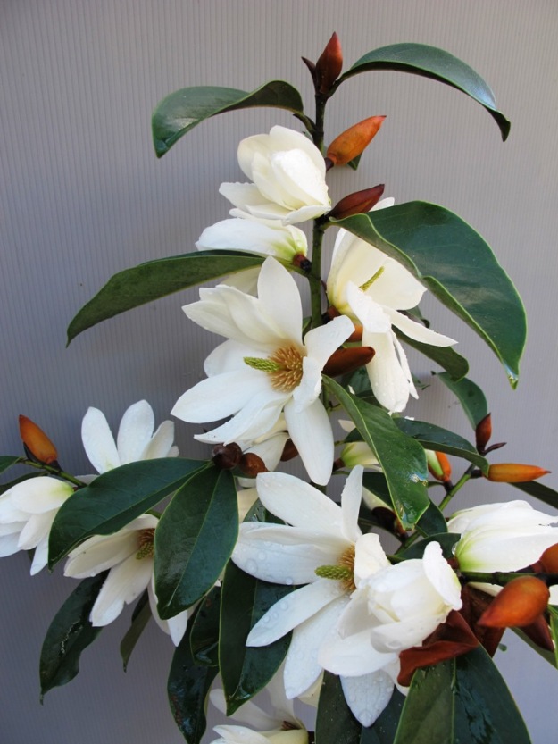 Fairy Magnolia White 