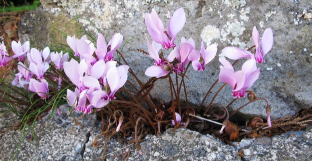 Cyclamen hederafolium 