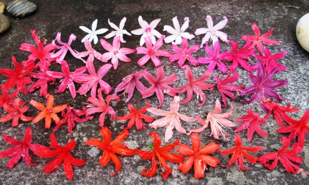 The range of nerine colours at one time 