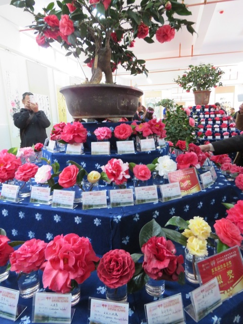 The Chinese national camellia show was staged in a temple in the heart of Dali Old Town. The yellow cultivars stood out amongst the more usual pinks, reds and whites