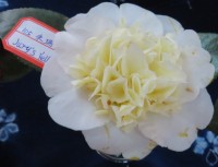 Camellia Jury's Yellow on the honours table at the national camellia show in Dali 