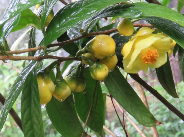 It was raining at Foshan Institute of Forestry Science where they have extensive plantings of yellow species, mainly C. nitidissima. It is thought that the flowers face downwards and are nestled beneath the foliage to protect them from the heavy raindrops they would receive in their forest habitat. 