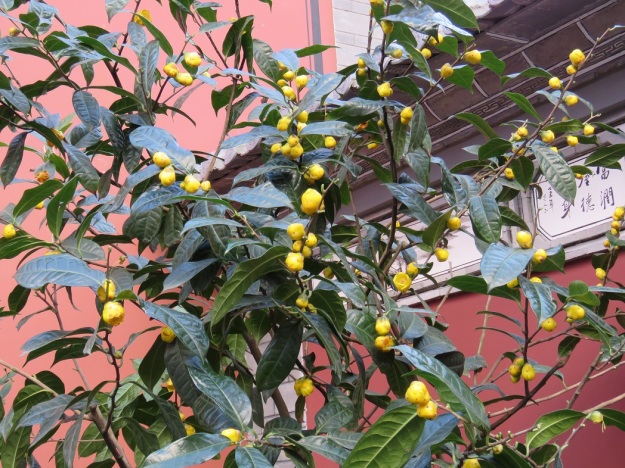 There was a fine specimen of C. nitidissima in the Confucian temple gardens in Dali. The heavy textured buds look more like hanging fruit than emerging flowers. Our plant at Tikorangi has never bloomed this freely.