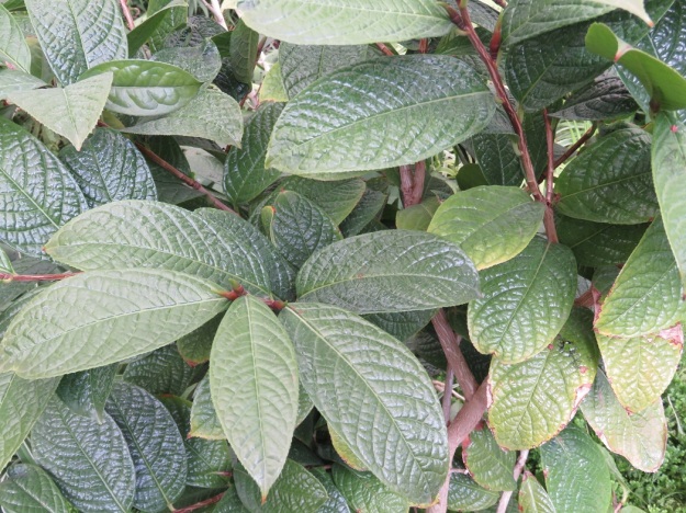  The foliage on C. impressinervis, as on C. nitidissima and some of the other species, is heavily veined and textured (called bullate)