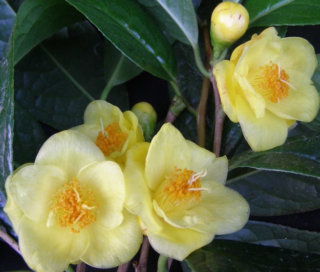 Camellia nitidissima (or chrysantha) – the one good flowering we have had on our plant in 2011