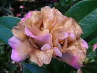 Camellia petal blight 