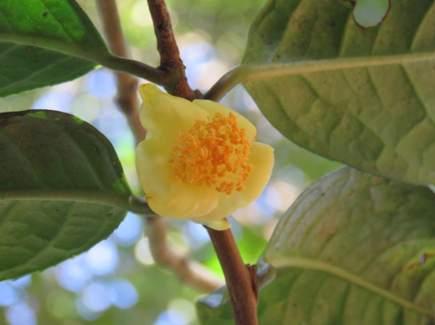 Camellia euphlebia 