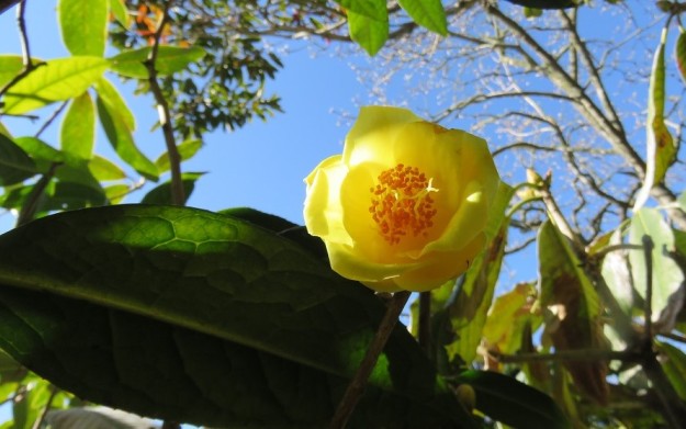 Camellia impressinvervis 