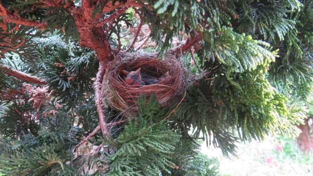 Wax-eyes craft exquisite tiny nests 