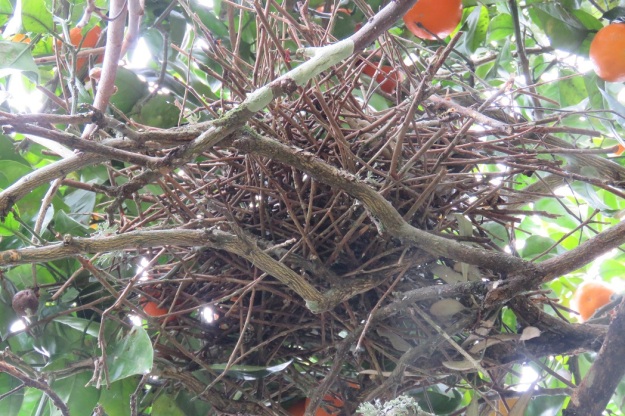 The kereru nest scores about 1/10 for skill are care. 