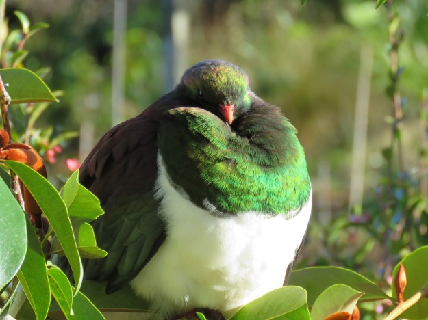 The handsome kereru, our native wood pigeon 