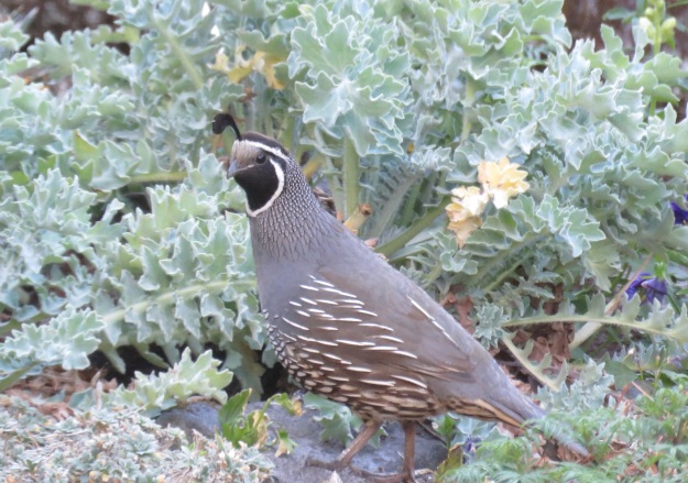 If we still had a cat, we would not have the ground-dwelling quail 