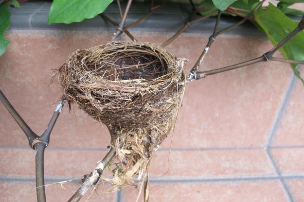 Fantail nest 