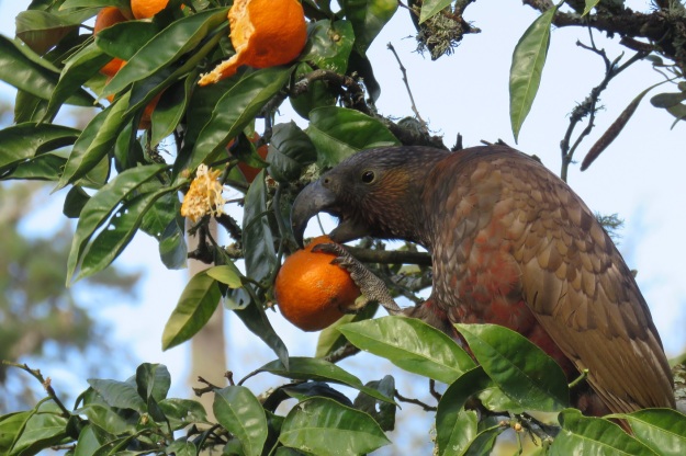 We have seen the kaka again recently so it appears to be resident in the area 