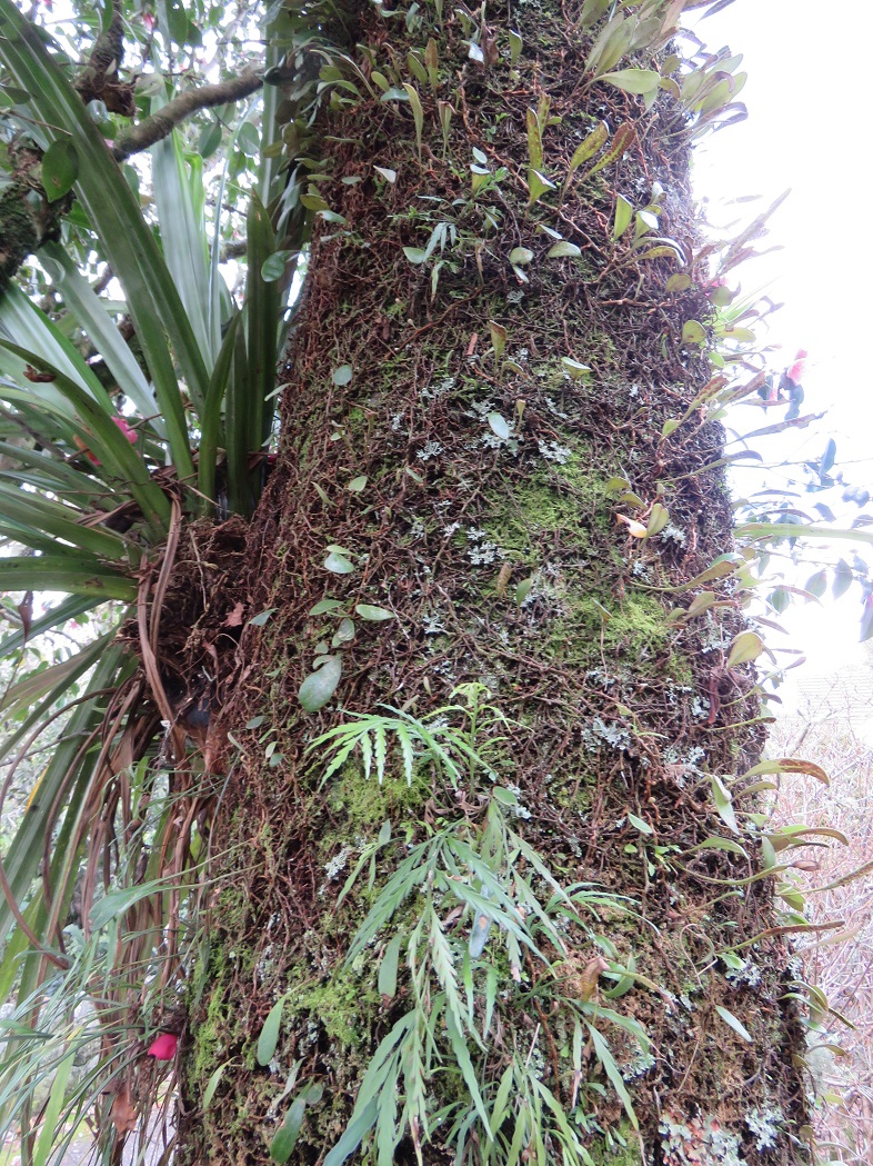 The weight of epiphytes | Tikorangi The Jury Garden